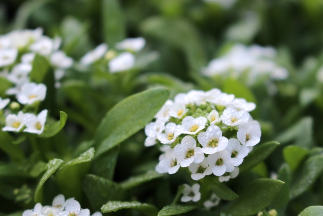 ふんわり小花が可憐 冬の寄せ植えを調和させる 白い花 3選