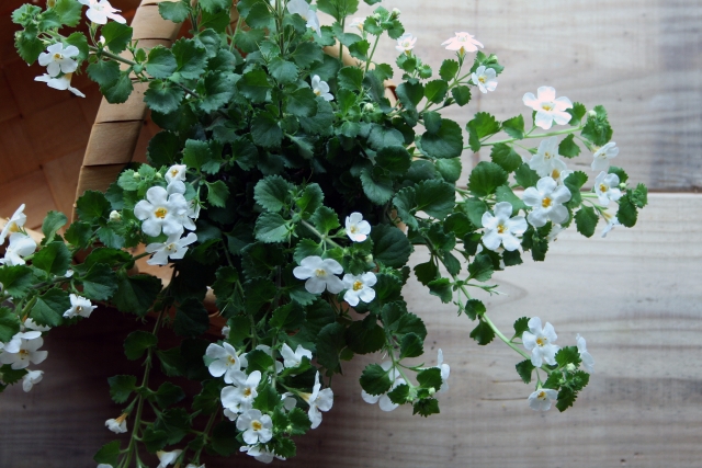 ふんわり小花が可憐 冬の寄せ植えを調和させる 白い花 3選