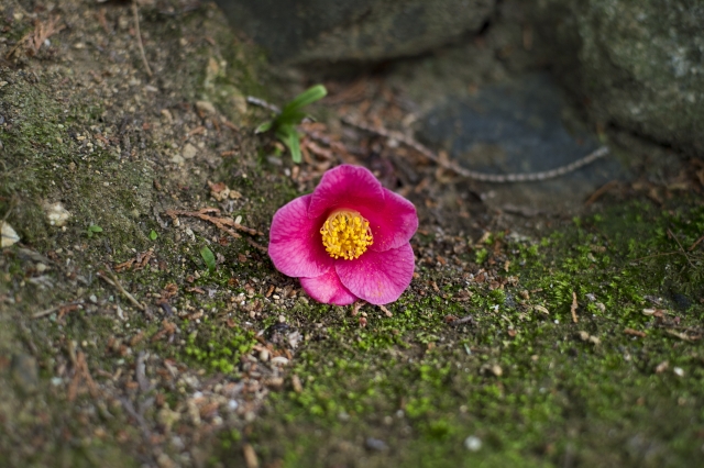 凛と咲く冬の花 椿 山茶花との違いは 魅力と3つの見分け方
