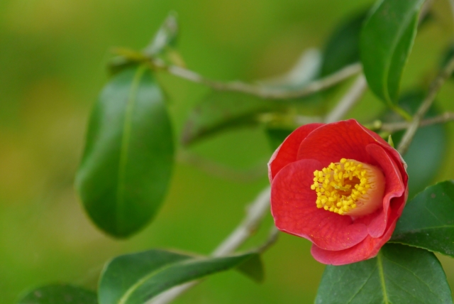 凛と咲く冬の花 椿 山茶花との違いは 魅力と3つの見分け方