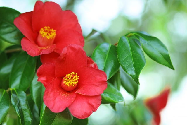 山茶花と椿5つの違い 花の散り方や開花時期 簡単な見分け方