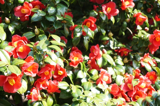山茶花と椿5つの違い 花の散り方や開花時期 簡単な見分け方