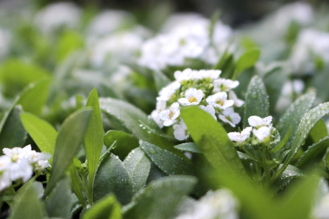 冬の寄せ植えのまとめ役 小花スイートアリッサム5つの魅力と活用法