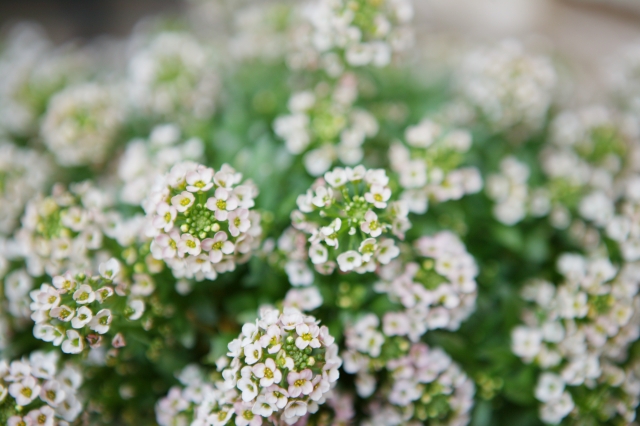 冬の寄せ植えのまとめ役 小花スイートアリッサム5つの魅力と活用法