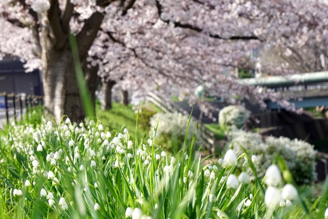 健気に咲く早春の花 スノードロップ スノーフレークとの違いは
