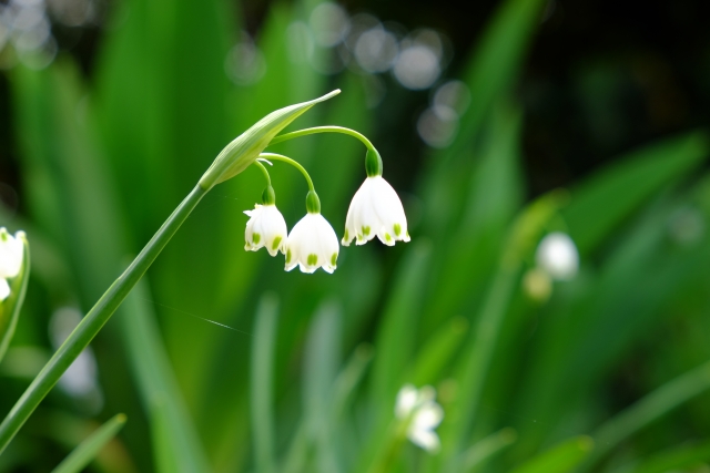 四季別 日陰でも育つ花24選 丈が低めで可愛いガーデニング草花