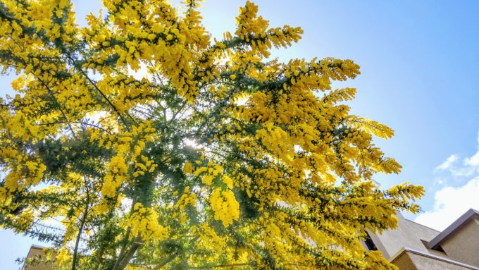 可愛い黄色 人気ミモザ6種類 シンボルツリーや庭木に植えるなら