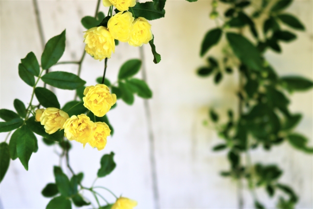 春の花で黄色は おすすめ12選 春の寄せ植えや花壇をイエローに