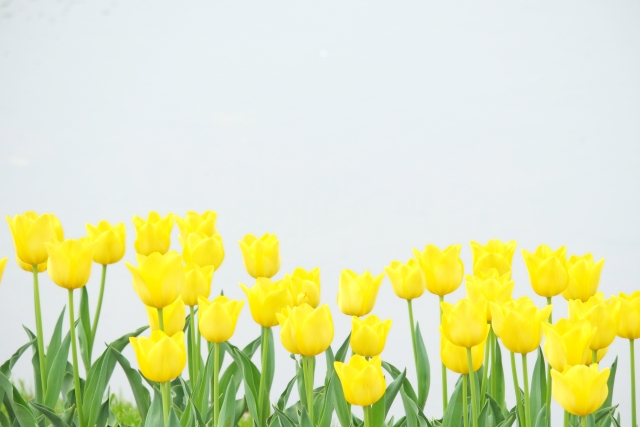 春の花で黄色は おすすめ12選 春の寄せ植えや花壇をイエローに