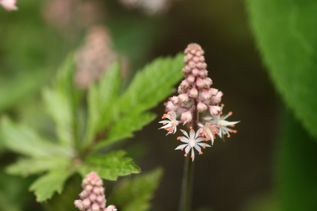 四季別 日陰でも育つ花24選 丈が低めで可愛いガーデニング草花 四季別 日陰でも育つ花24選 丈が低めで可愛いガーデニング草花
