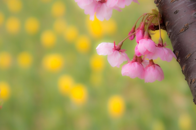 チューリップ11種類 豪華な八重咲きやふんわり大輪の品種も