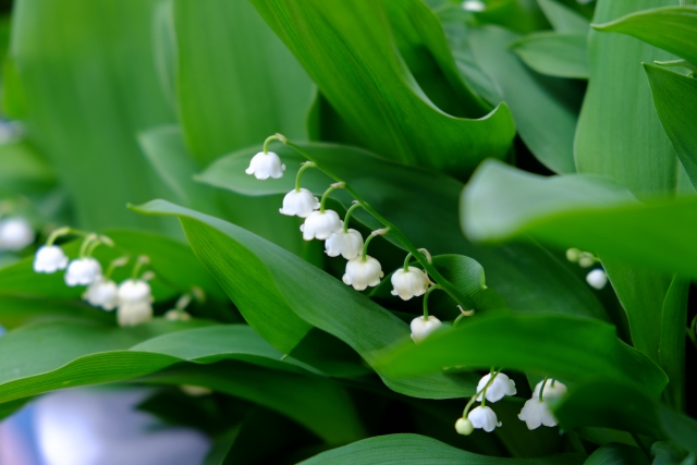 4 6月はスズランの季節 清々しい香りが満ちる全国すずらん名所8選