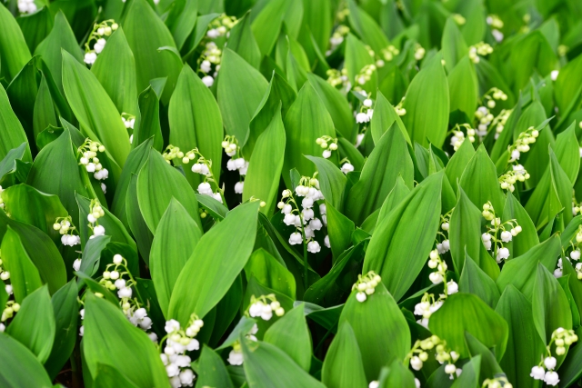 4 6月はスズランの季節 清々しい香りが満ちる全国すずらん名所8選