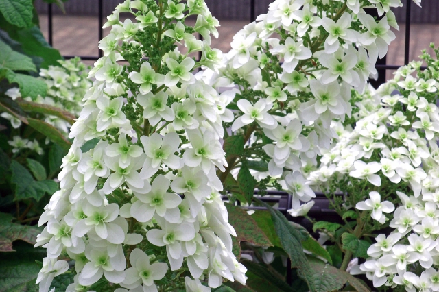 美しい花の画像 最新のhd白い アジサイ 種類