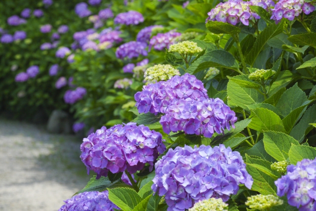 紫陽花19種類 洋風の庭にも合う秋色アジサイや白の人気品種は