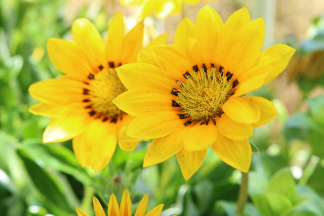 夏の花で黄色は おすすめ8選 夏の寄せ植えや花壇をイエローに