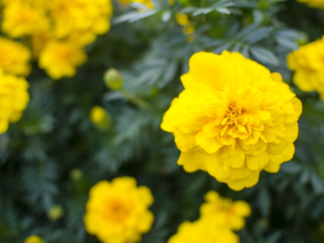 夏の花で黄色は おすすめ8選 夏の寄せ植えや花壇をイエローに