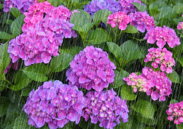 梅雨に咲く花5選 紫陽花や睡蓮 雨に打たれて美しく輝く花
