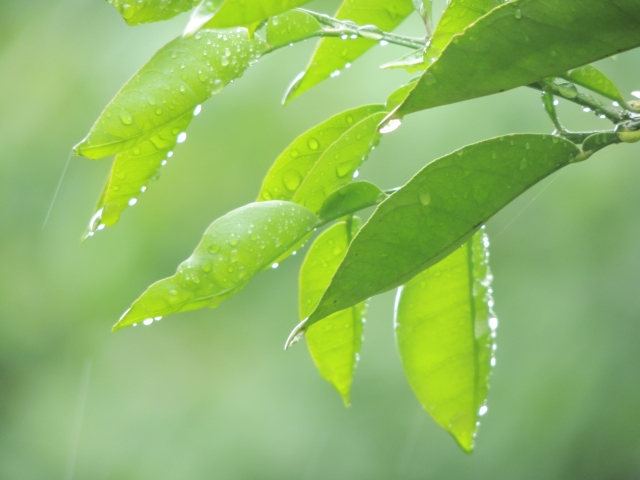 梅雨の言葉19種類 梅雨の印象が変わる美しい日本語