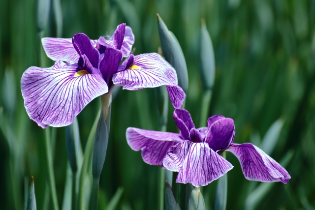 梅雨に咲く花5選 紫陽花や睡蓮 雨に打たれて美しく輝く花