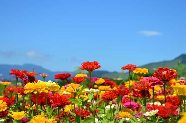 夏の寄せ植えに ガーデニング初心者向け 夏に強い花5種類