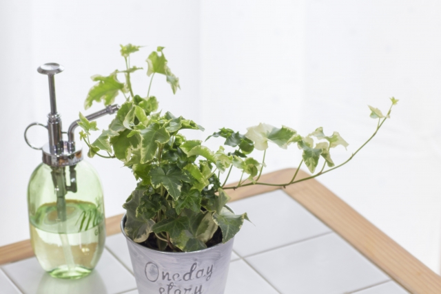 夏の寄せ植えに ガーデニング初心者向け 夏に強い花5種類