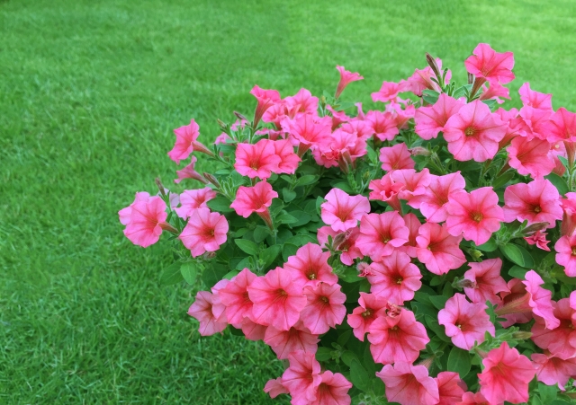 夏の寄せ植えに ガーデニング初心者向け 夏に強い花5種類