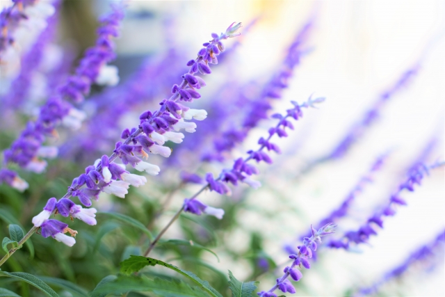 サルビア7種類 鮮やかな朱赤や涼しげな青紫色を夏の庭に