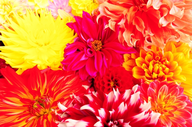 庭が華やぐ夏 秋の主役ダリア 10種類の咲き方と個性派品種