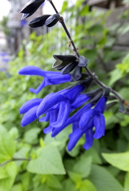 サルビア7種類 鮮やかな朱赤や涼しげな青紫色を夏の庭に