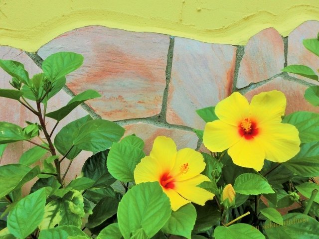 ハイビスカスの花が咲かない 蕾が落ちる 5つの原因と対策