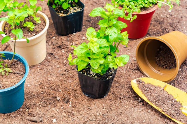 植木鉢のサイズとは サイズ一覧と植物に合った上手な選び方